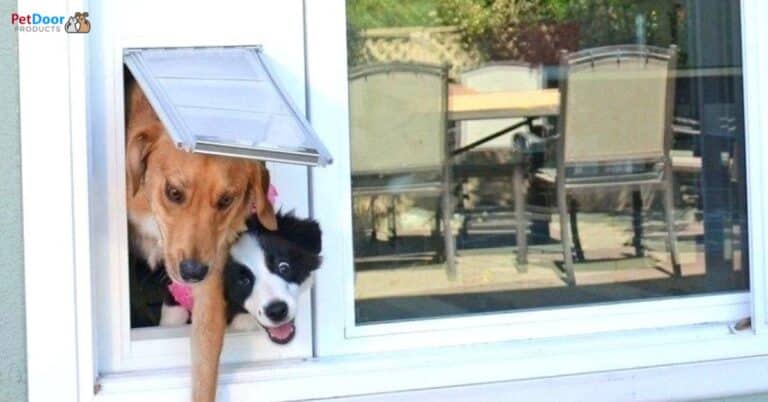 Dog using the best dog door for sliding glass door in Utah