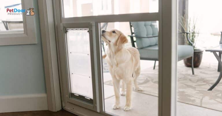 Dog standing near a sliding glass door with a pet door insert.