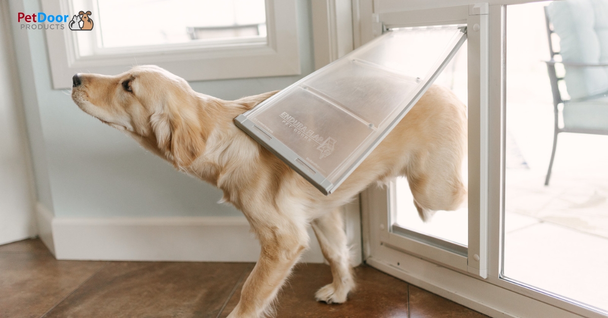 Golden retriever walking through built-in dog door in sliding glass patio door