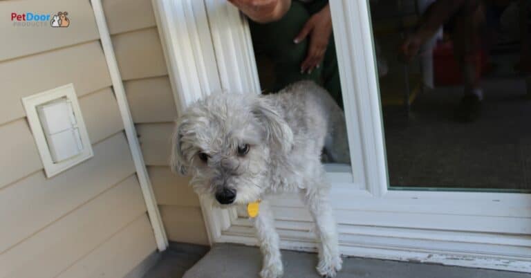 Happy dog standing by a sliding glass door at home