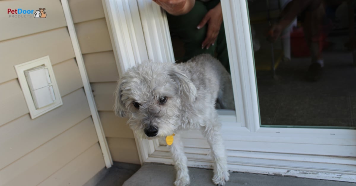 Happy dog standing by a sliding glass door at home