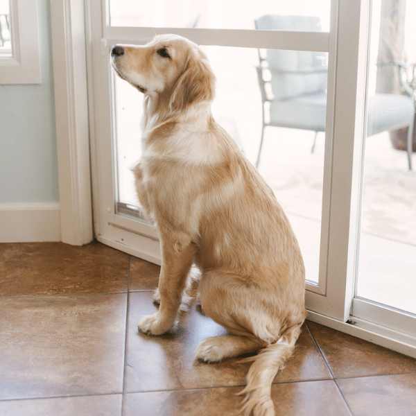 Dog waiting by a sliding glass pet door showing the importance of routine maintenance.