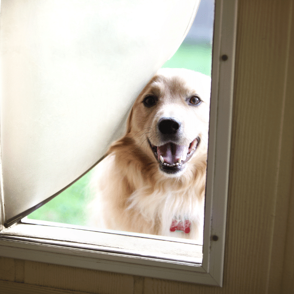 Big dog struggling with small pet door insert